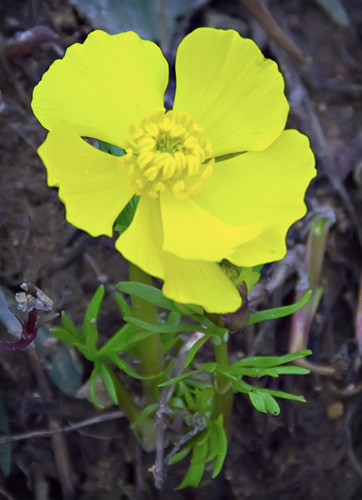 alpine buttercup